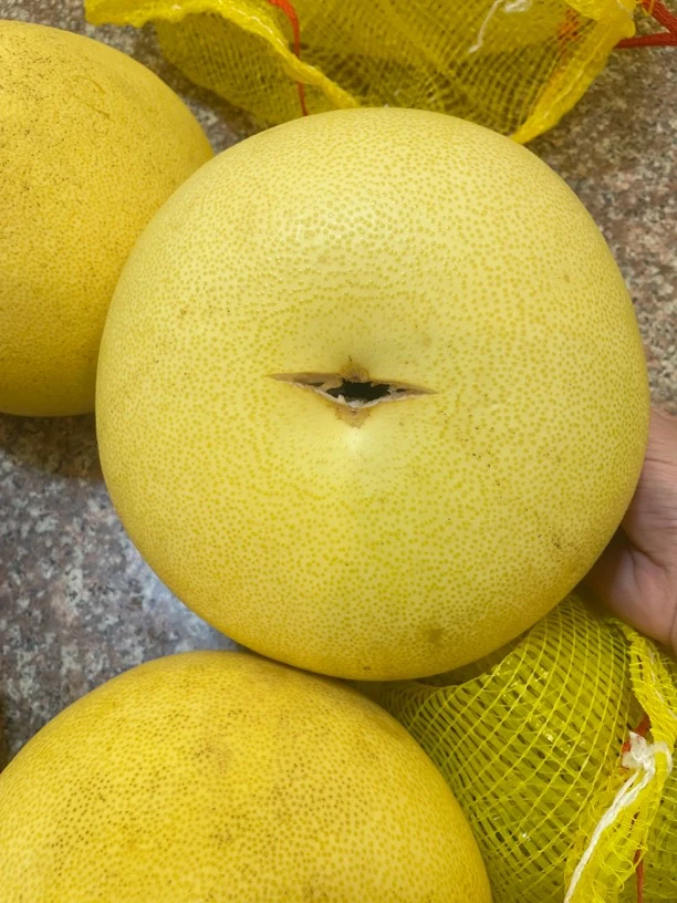 玉环文旦 裂果小开口不影响口感