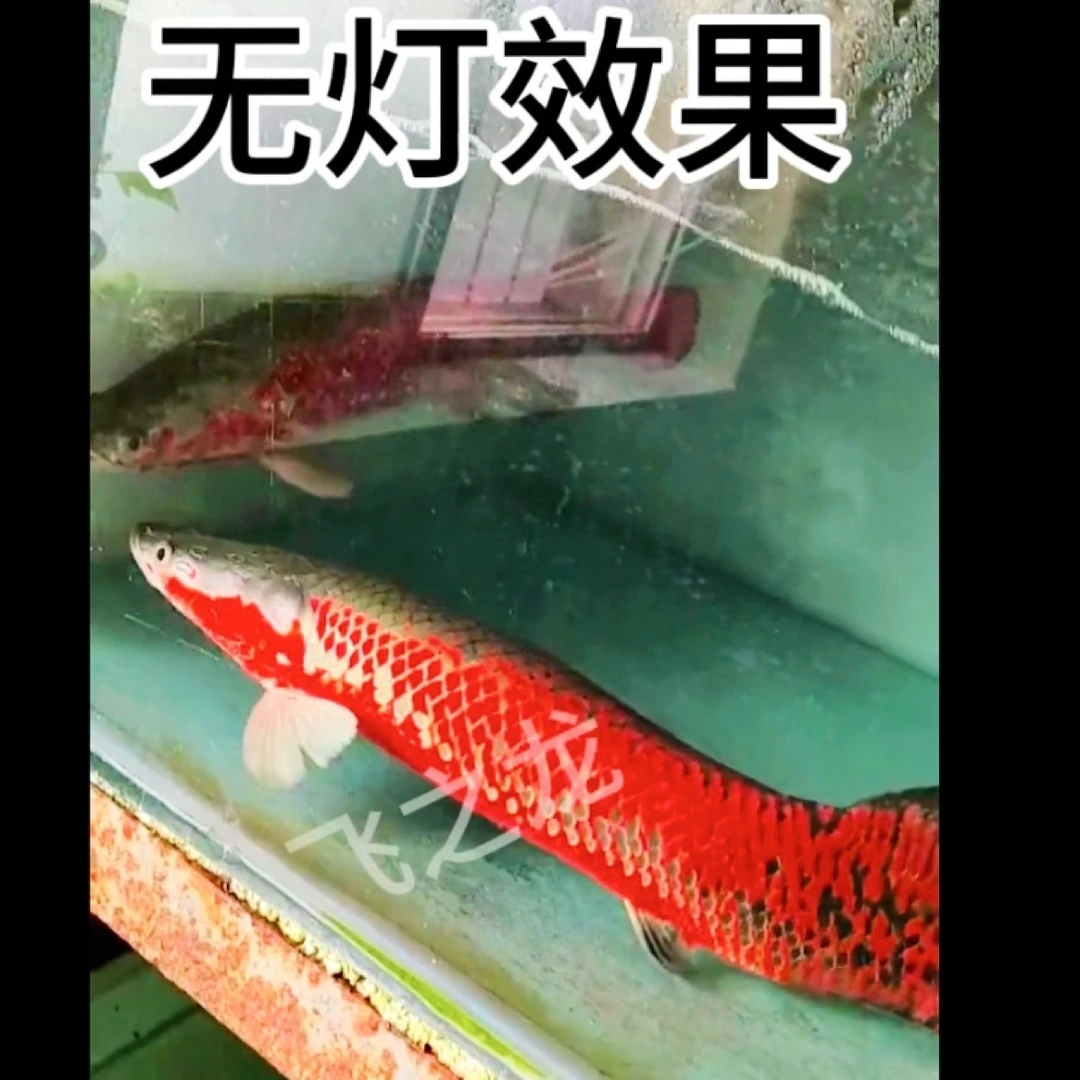 红尾海象血麒麟大型凶猛活体淡水观赏鱼