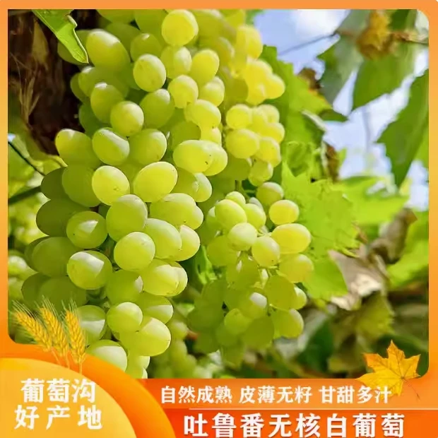 新疆特产无核白葡萄净重4斤“轻微掉粒介意慎拍”