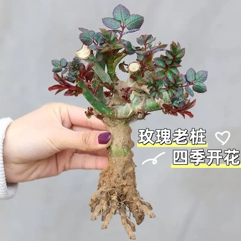 【浓香玫瑰花】玫瑰花苗老桩绿植室内外盆栽阳台四季开花卉好养易活