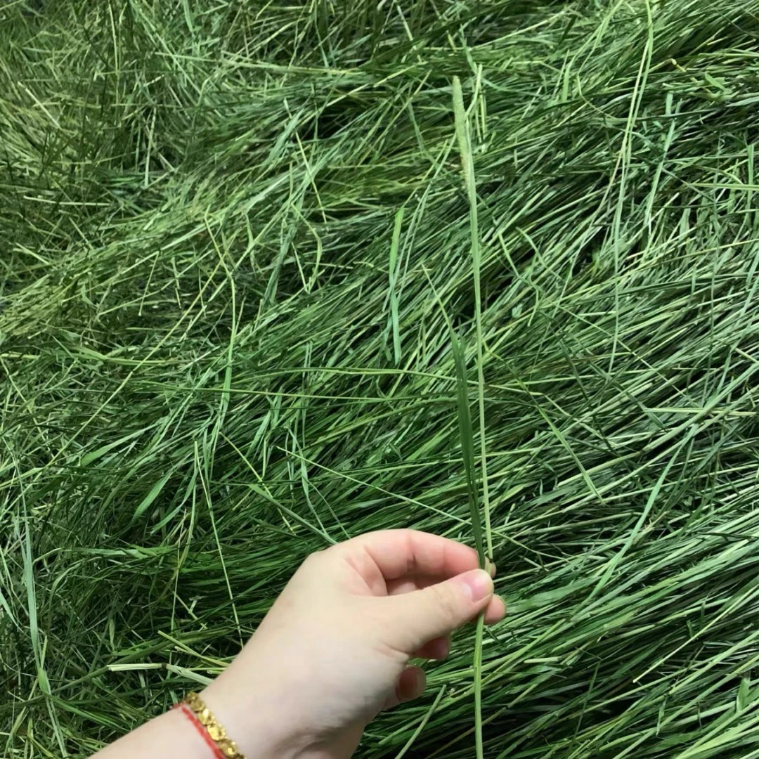 25年头茬优质烘干北提摩西草龙猫兔豚鼠牧草1斤装 2斤包邮