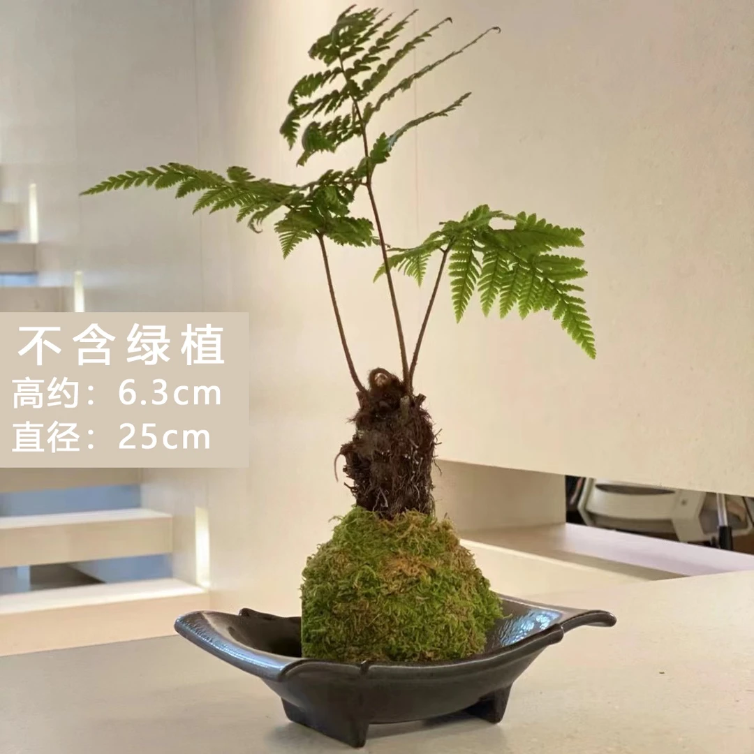 苔藓球巴西木虹鳞蕨专用花盆室内菖蒲大号创意蕨类绿植陶瓷很好