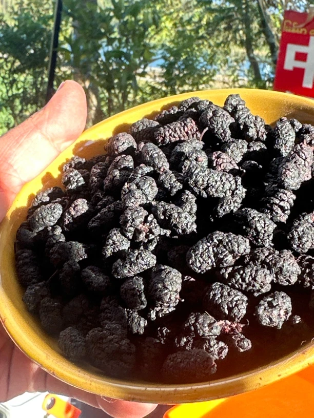 【云舍山甄】现收土特产 桑-葚-干  净含量：500g