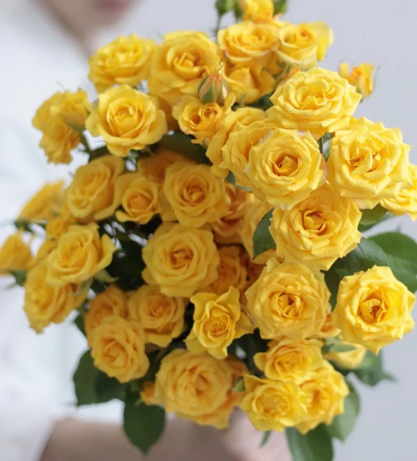 【梦幻芭比多头10支】1单中通2单顺丰 云南鲜花10%运损发后不退换