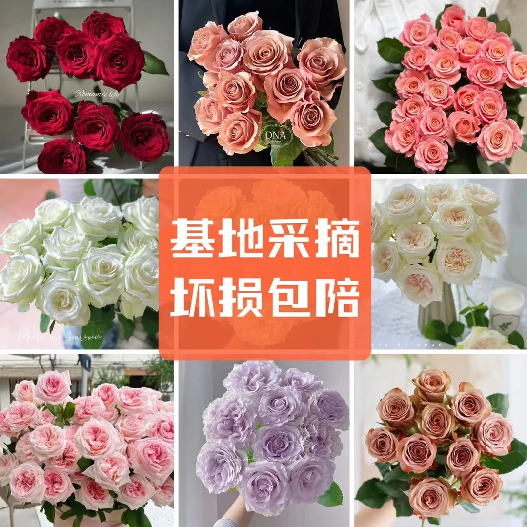 【三件套玫瑰组合】家庭养护鲜花耗损10%不售后，已发货不支持退货