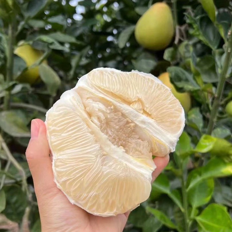 井冈蜜柚金沙柚安福蚕子金兰柚脆香甜白心柚子皮薄清甜大果10斤装