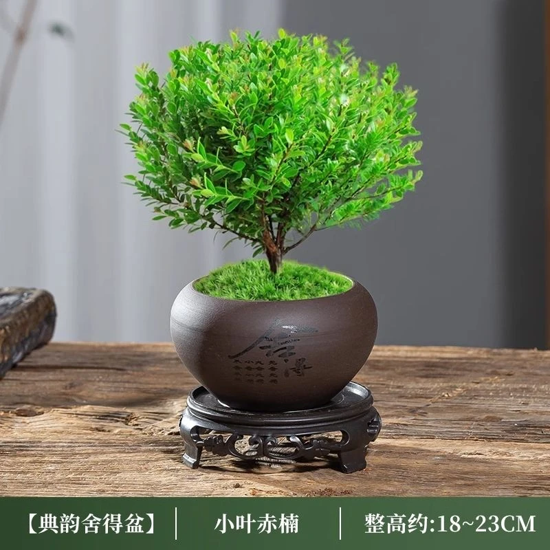 小叶赤楠老桩盆景苗植物金丝楠木紫檀小盆栽好养办公室内桌面