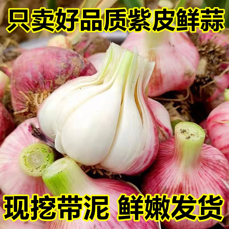 新鲜大蒜嫩湿蒜鲜大蒜农家大蒜头云南5斤1斤新蒜紫皮大蒜