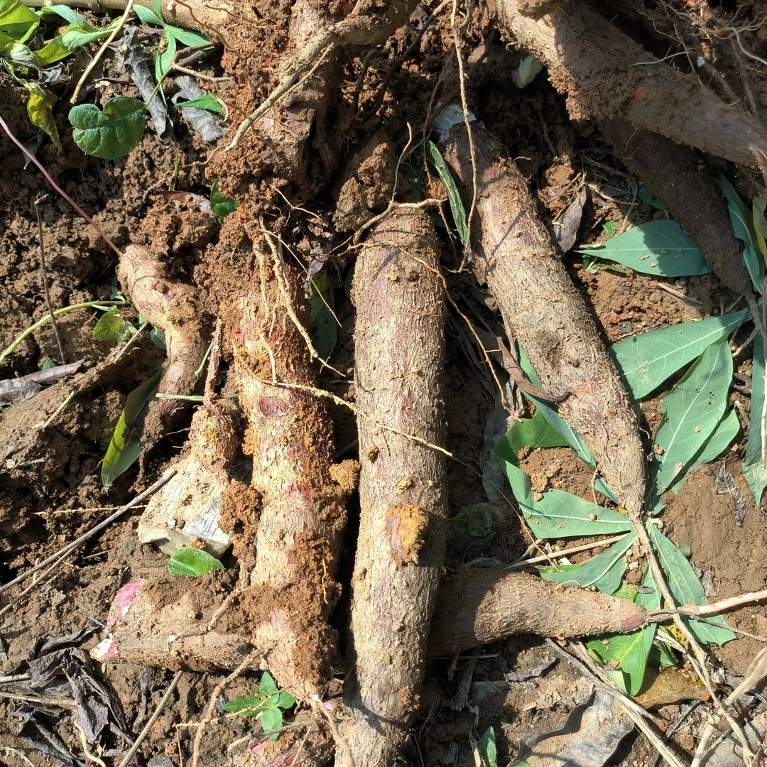广西木薯新鲜面包木薯红皮白肉新鲜现挖粗粮红皮白心粉糯香