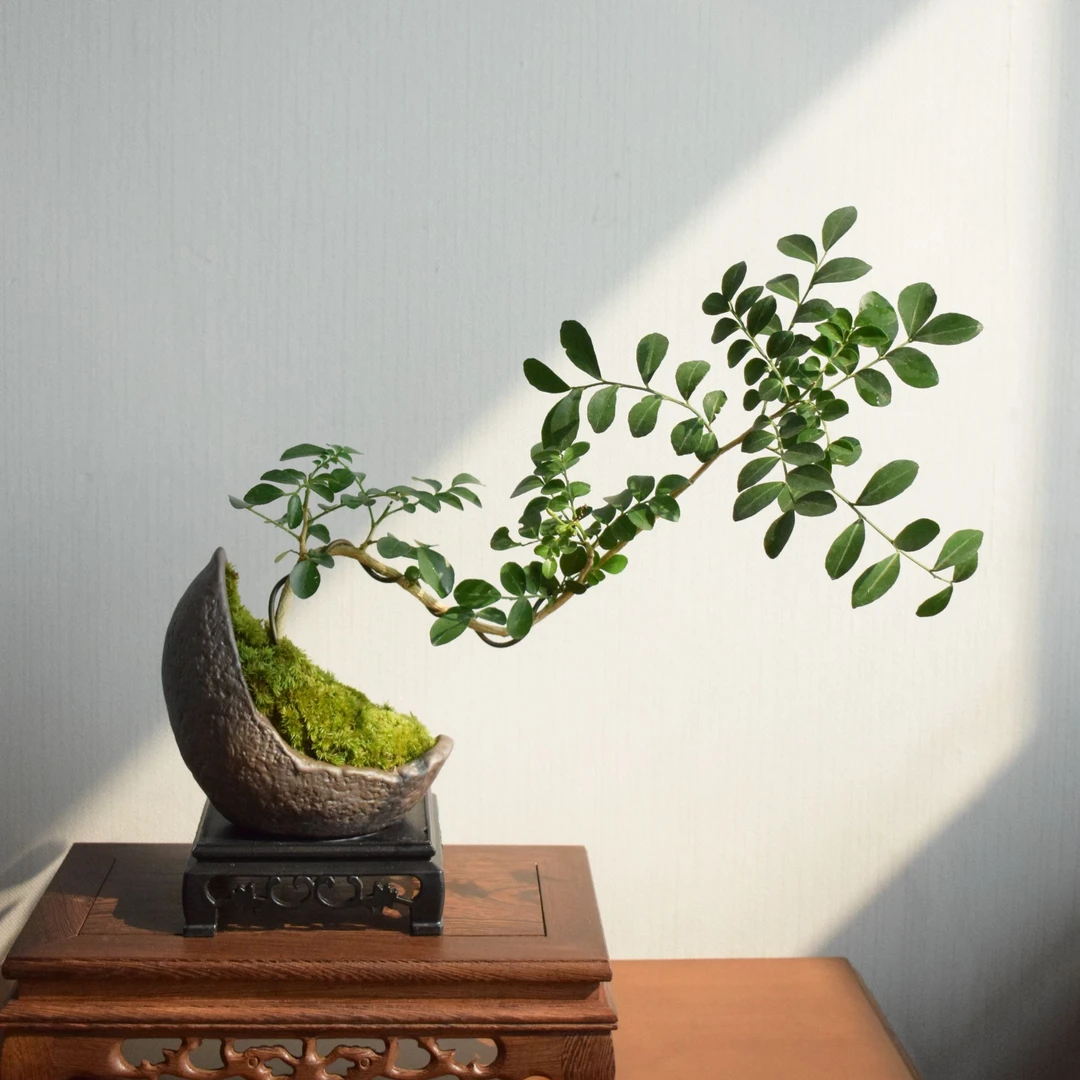 飘枝九里香绿植盆栽桌面盆景创意四季常青开花室内茶桌办公桌好养