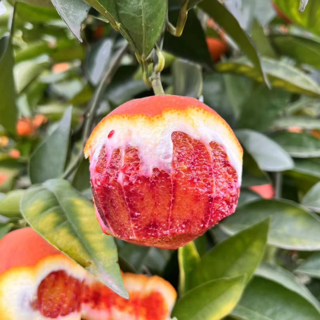 【村书水果】万州正宗玫瑰香橙塔罗科血橙当季新鲜水果薄皮应季橙子