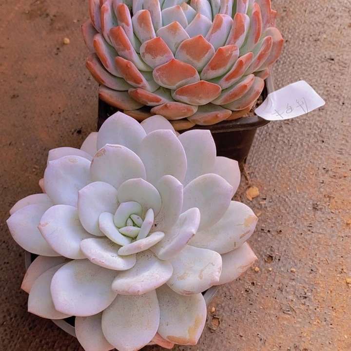 这么多事不给人家办