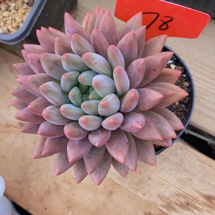 这个点就不应该喝