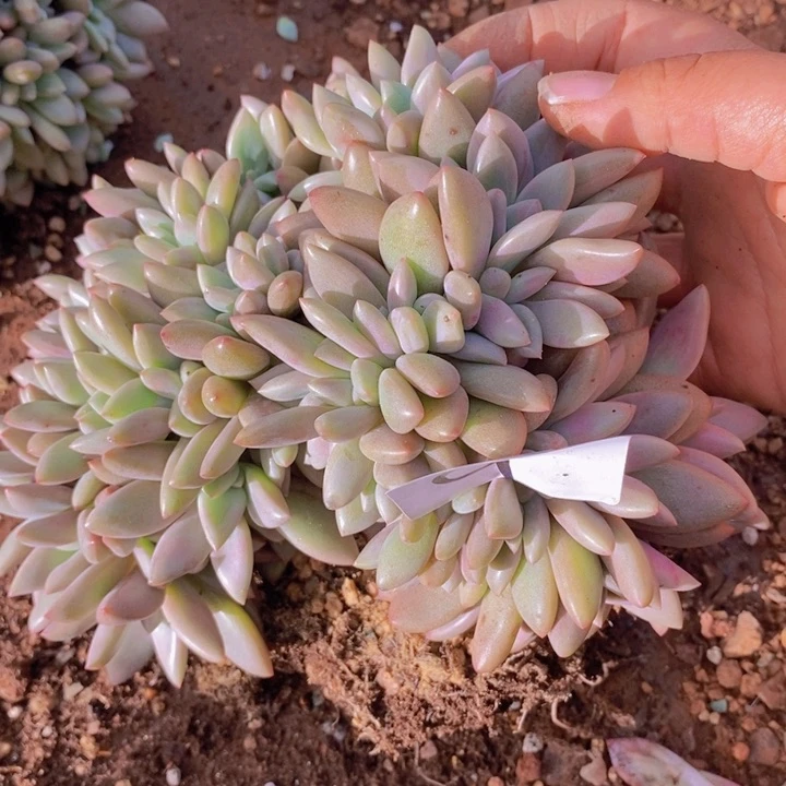 在家里面吃饭的吗