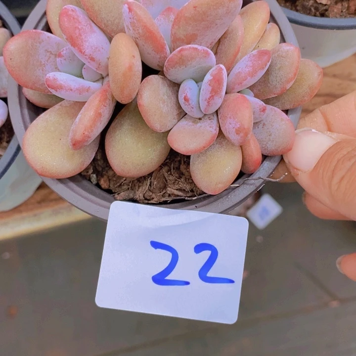 我自己在网上给他们