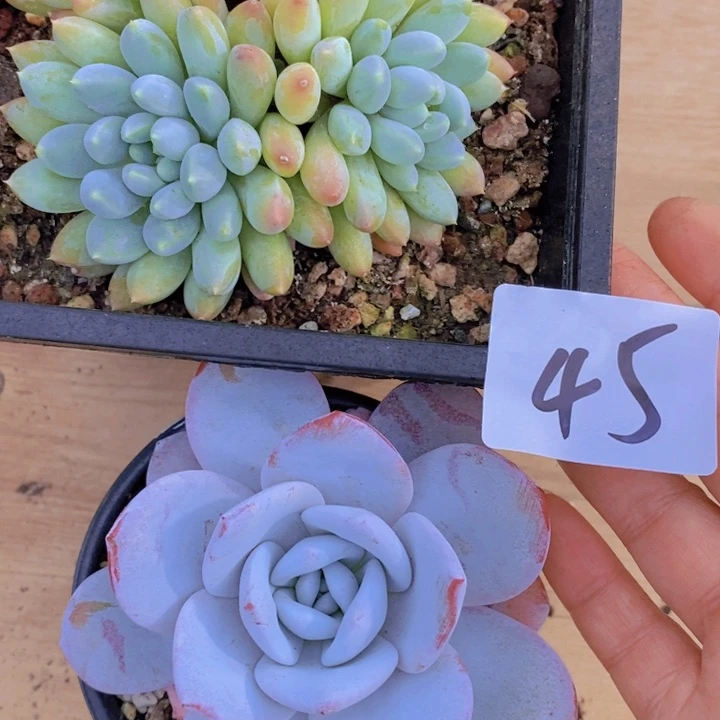 我要看电影啦嘻嘻