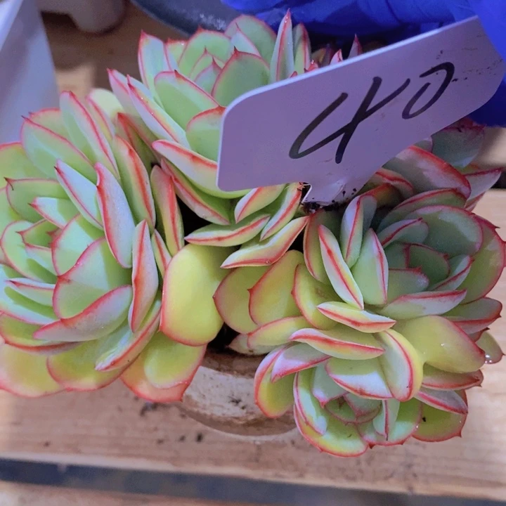 这么多都在一起吃完