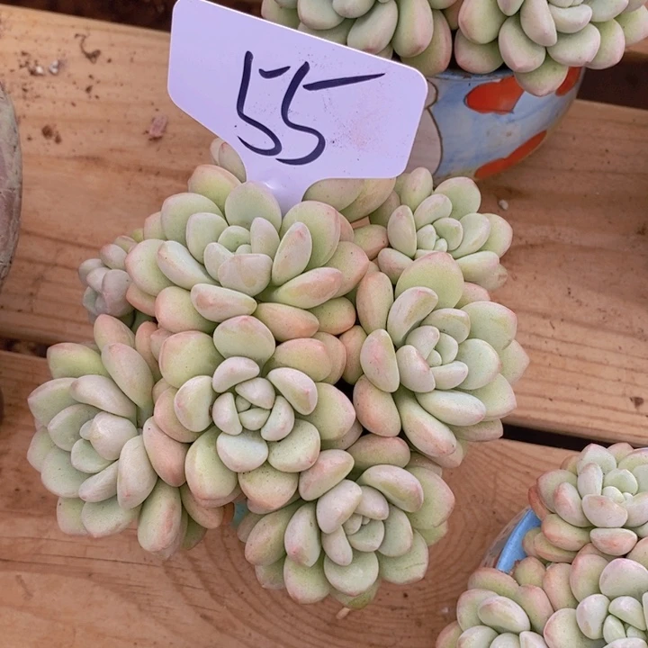 在家里面吃饭的吗