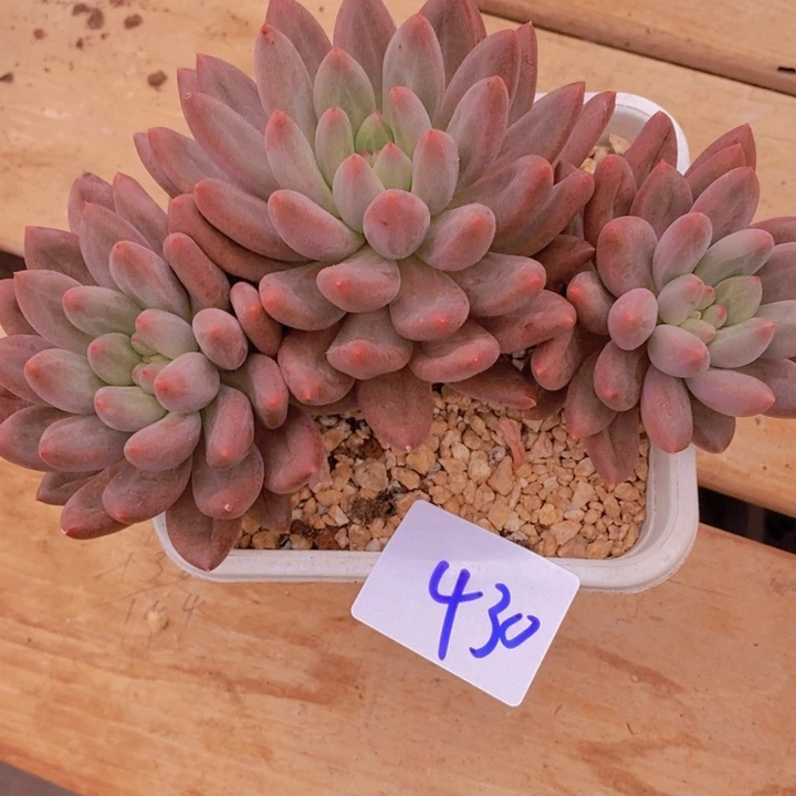 这么多都要我做给