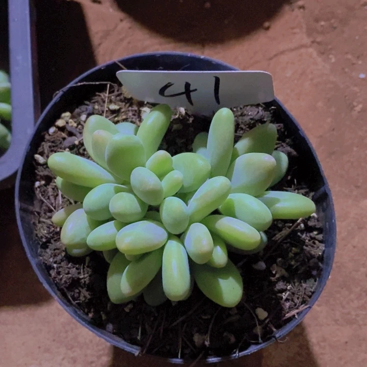 S****语这么多都在一起吃