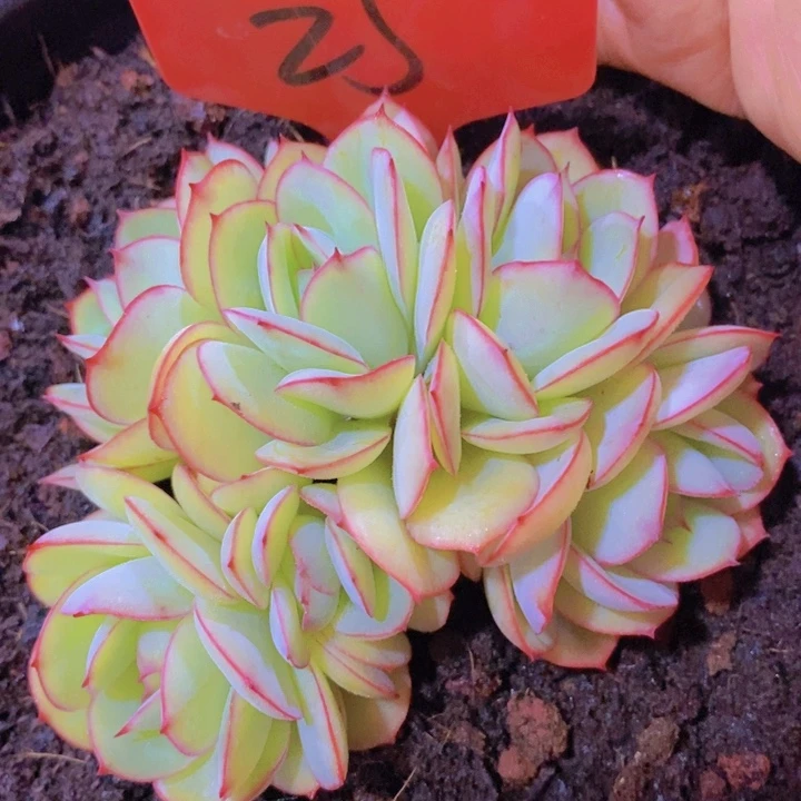 这个我就知道这点