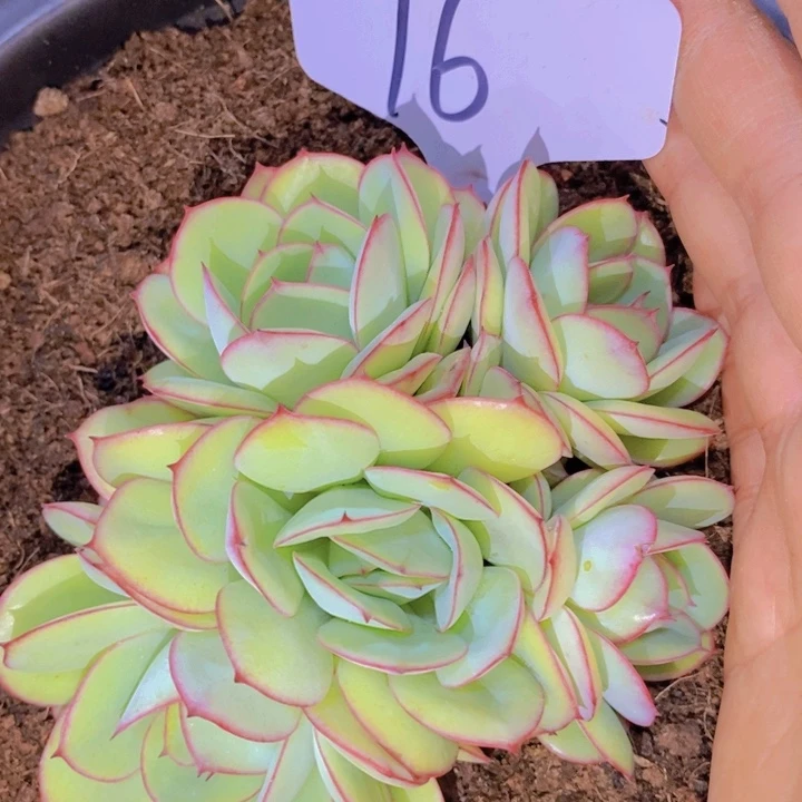 这个我就知道这就是