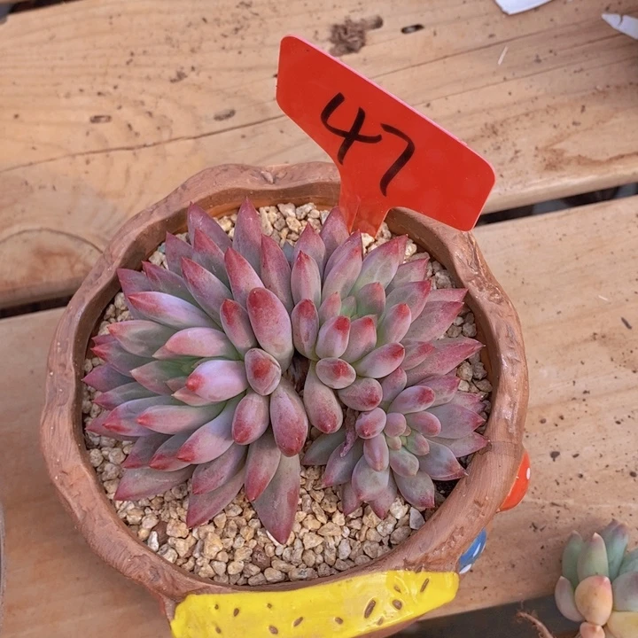 @****5在家里面吃饭的吗