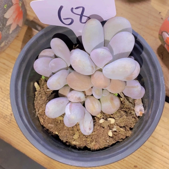 在这段日子你可以尽情