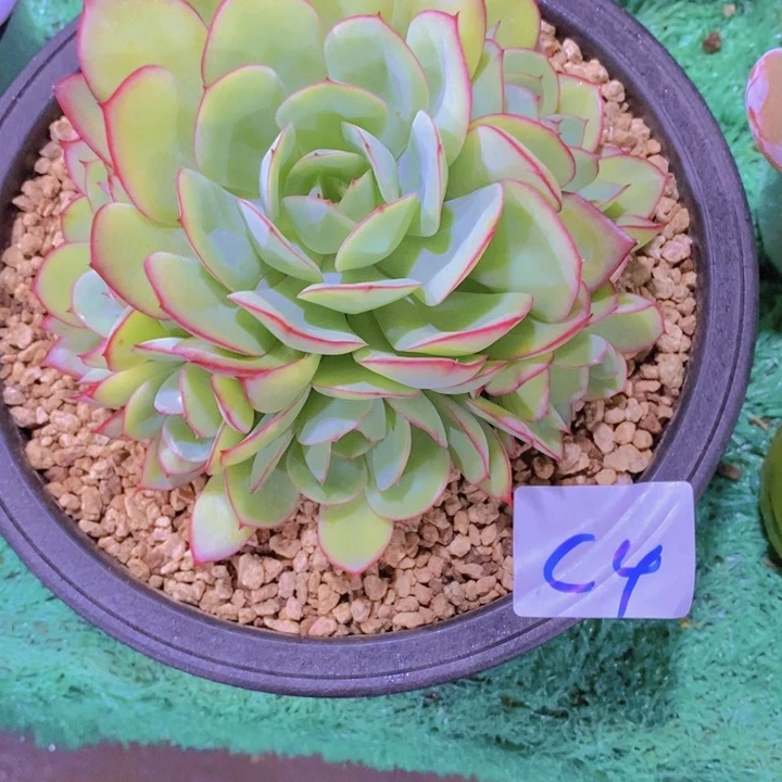 在这段日子你可以