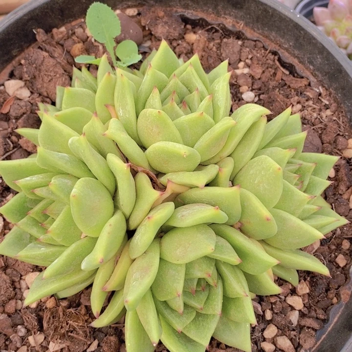 在家里面吃饭的吗还是