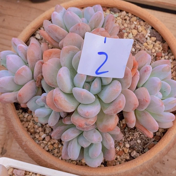 在家里面吃饭的吗怎么