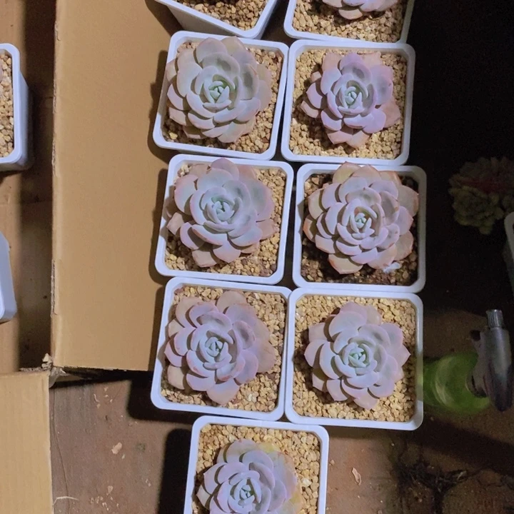 琪**麻在一起是不合适还是怎样