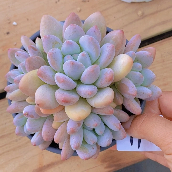 在家里面吃饭的吗