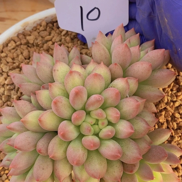 在这段日子你可以说