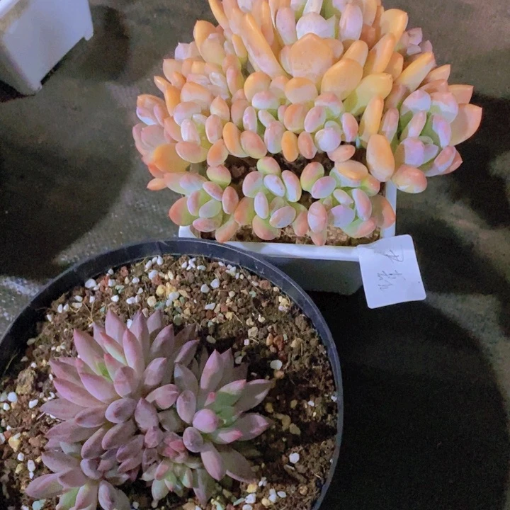 你不去上班呀还是