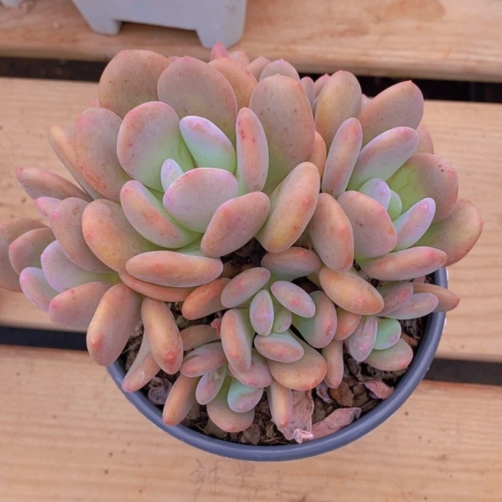 在这部电视电影里面