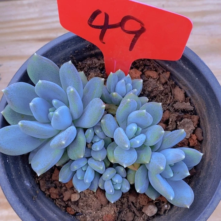 是的呢哈哈好期待