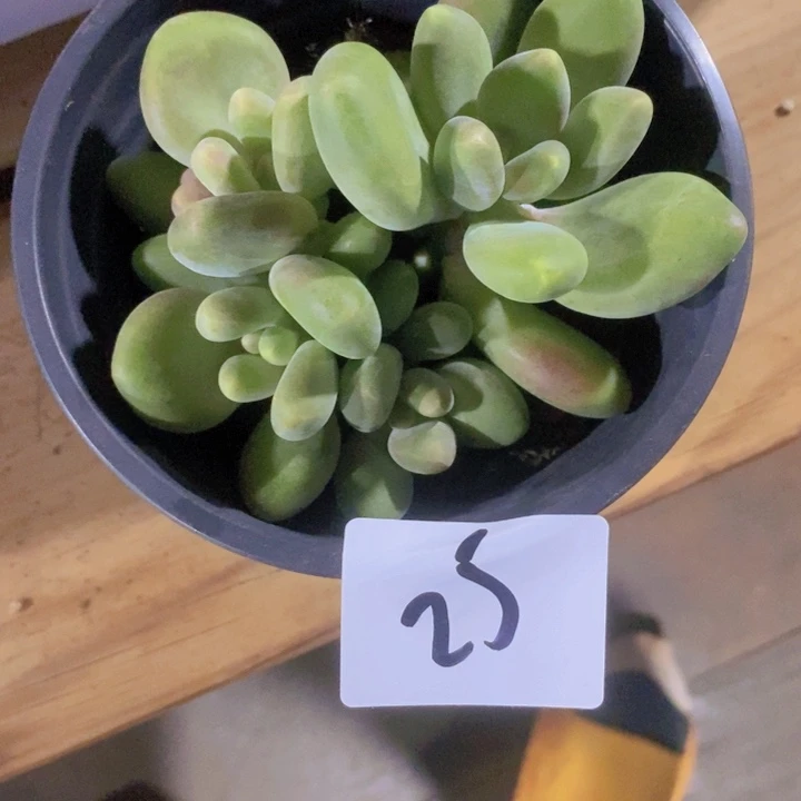 是因为她太善良才喜欢