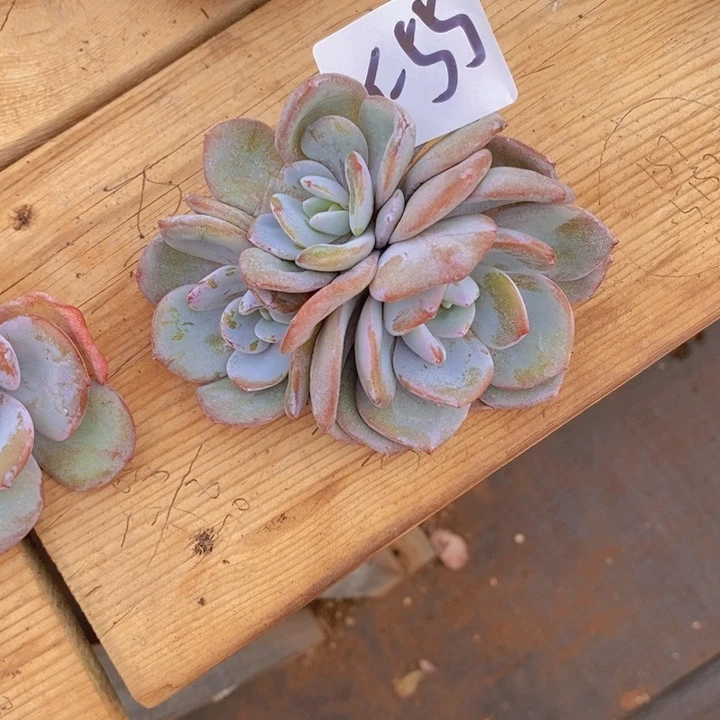 她****v这么多事的发生和