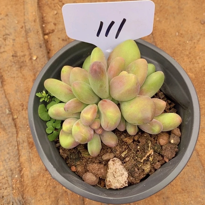 在家里面我一晚上