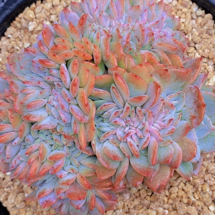 在一起一整季里我们