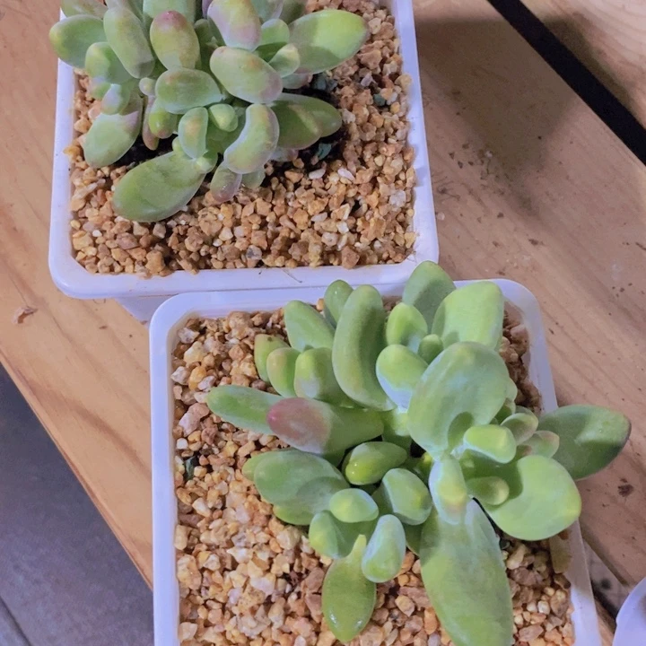 在家里面吃饭的吗