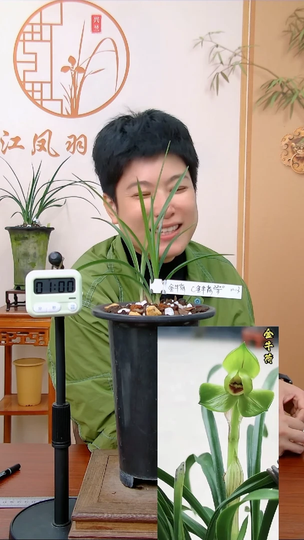 【闪购商品】金牛荷，燕