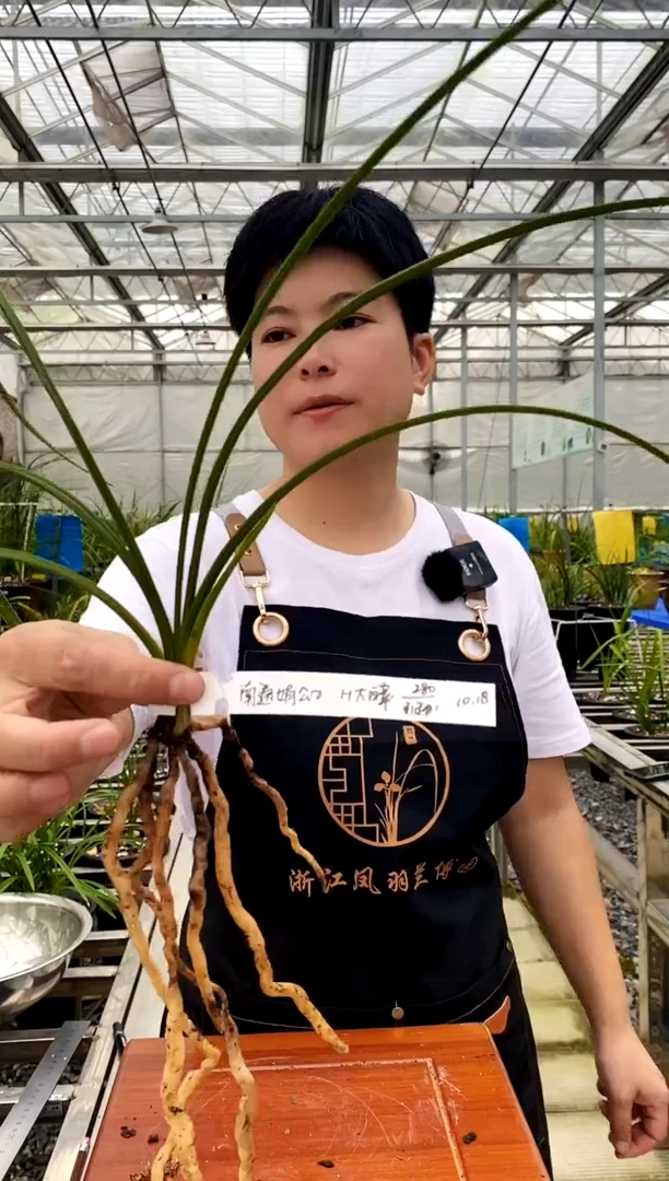 【闪购商品】大白菜引种，南通娟公子