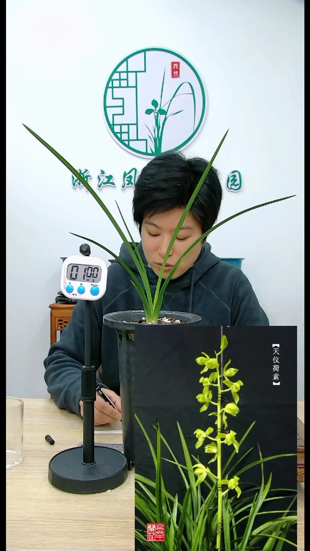 【闪购商品】天仪荷素，，昱竹兰花盆景园