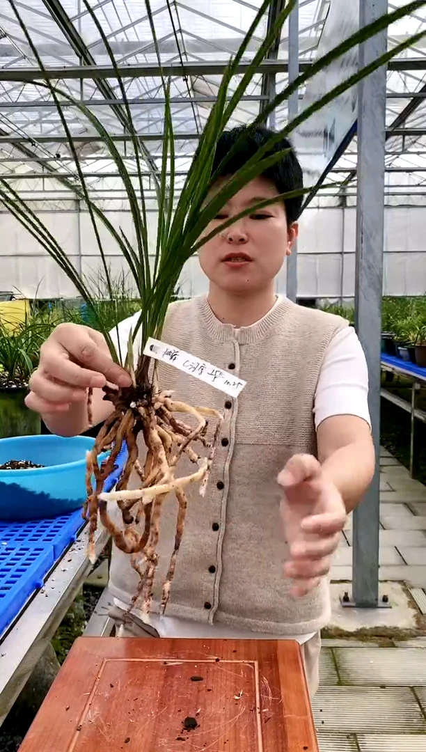 【闪购商品】汪字，独舞