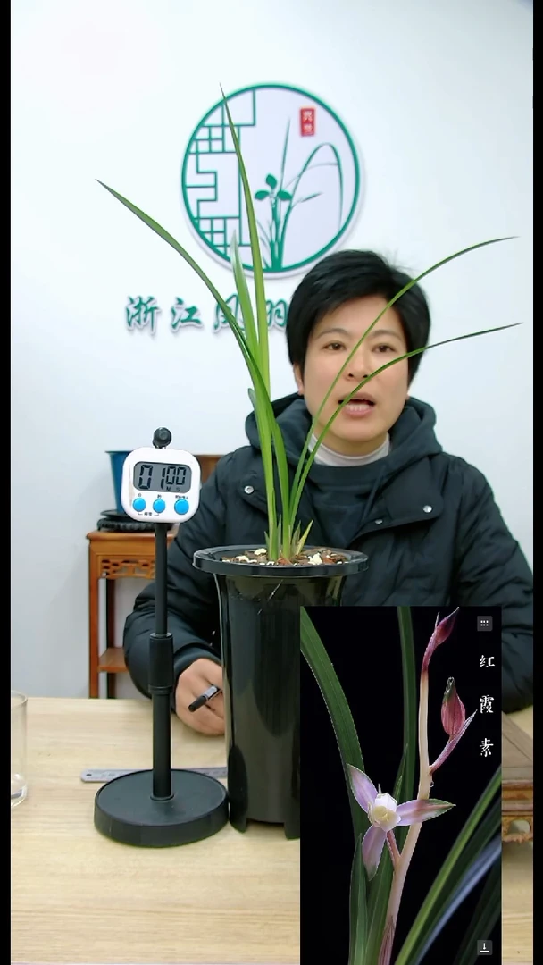 【闪购商品】红霞素，，寄养