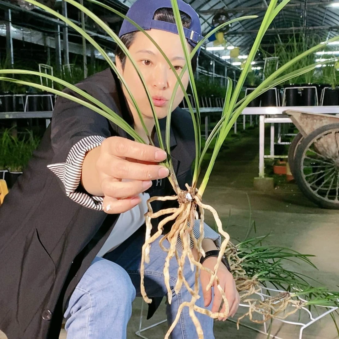 【闪购商品】红韵红三星，木**花，木易兰花