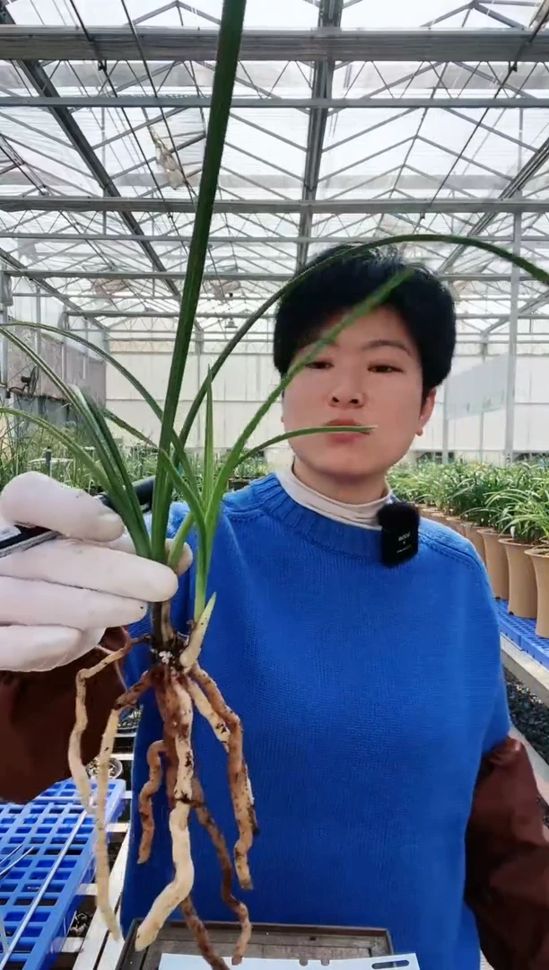【闪购商品】150秦深素,,昱竹兰花盆景园