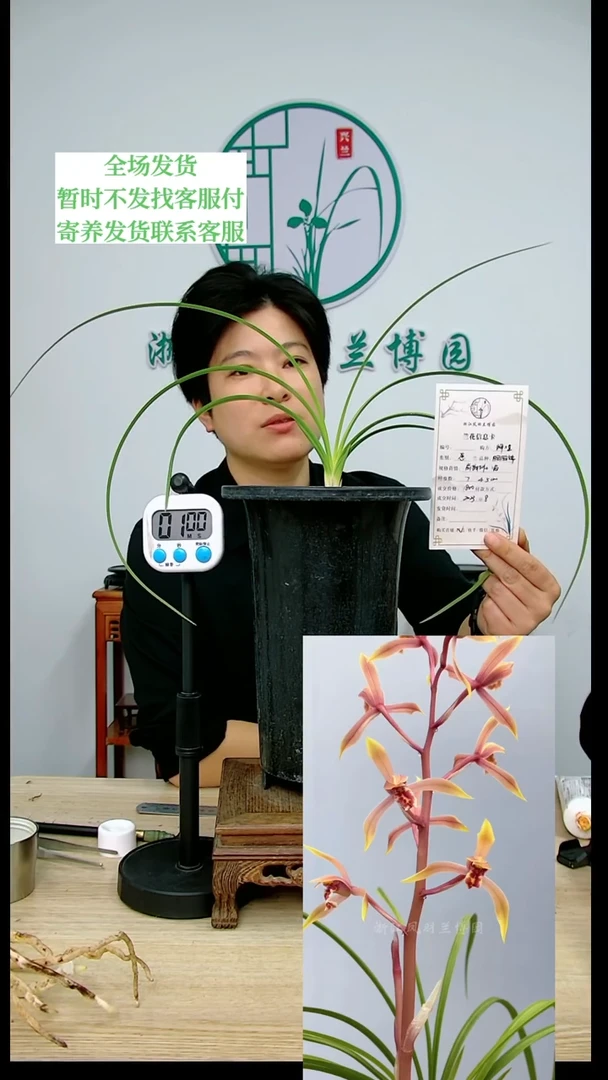 【闪购商品】胭脂锦，辉*，辉煌